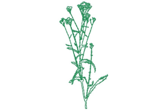 Wildflower Outline
